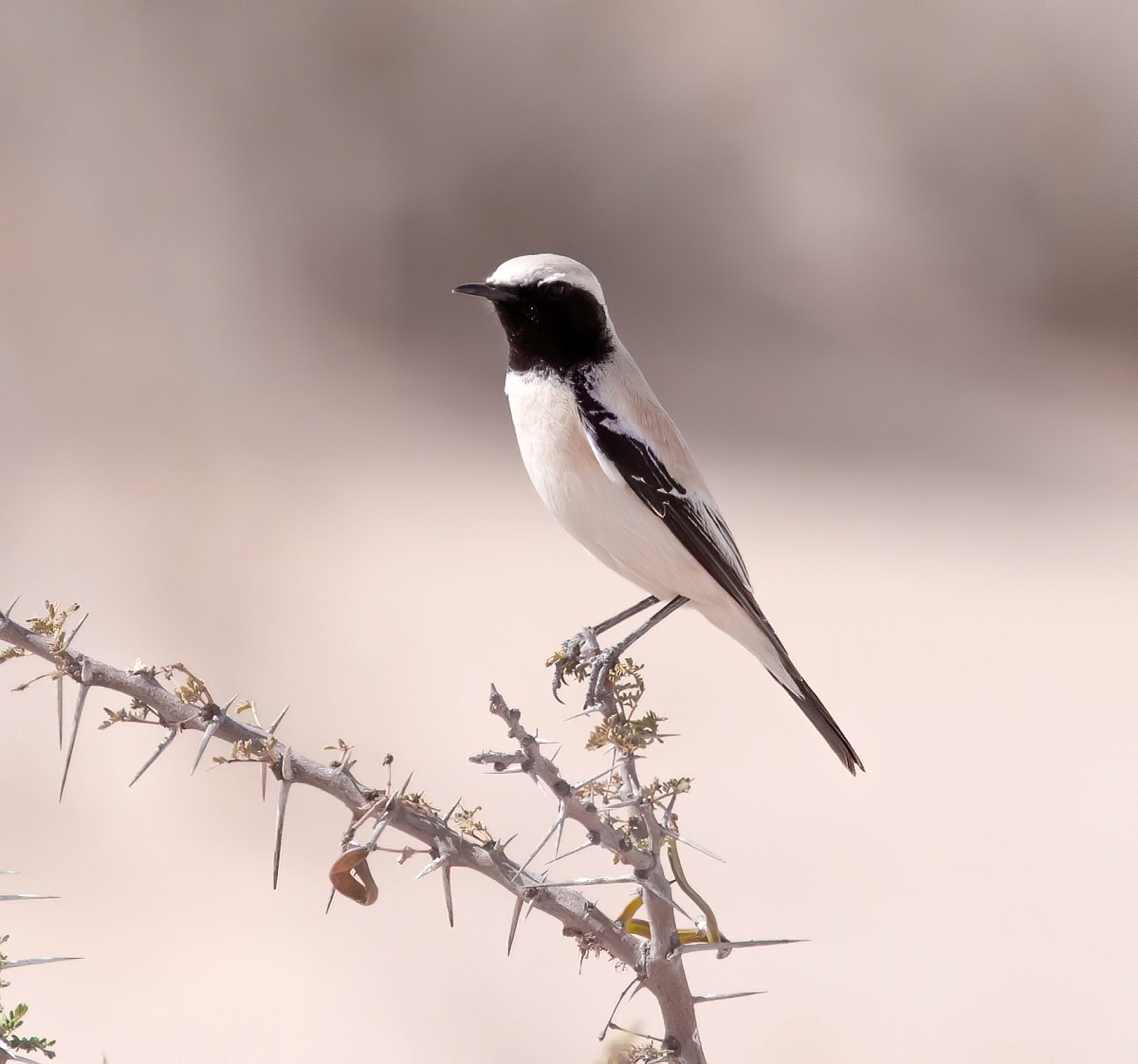 Oenanthe deserti, Desert Wheatear